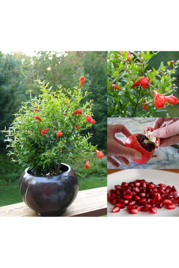 Minyatür Nar Fidanı, Cüce Süs Narı, Granatum Punica