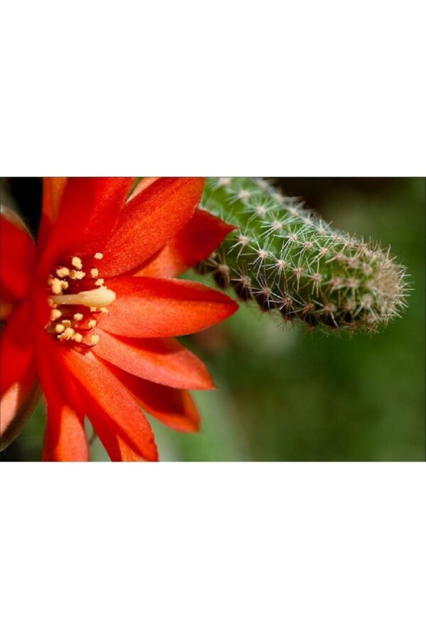 Turuncu Çiçek Açan Kaktüs, Aporocactus Chamaecereus Silvestrii, Kaktüs Fidanı