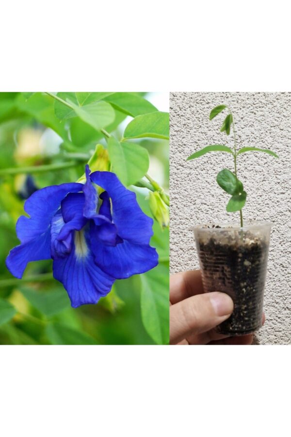 Mini Fide, Mavi Kelebek Sarmaşığı Çiçeği Fidesi, Mavi Çay, Clitoria Ternatea Tea Blue Butterfly