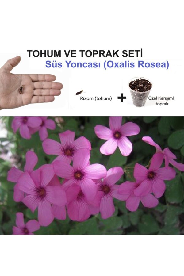 Rizom (TOHUM) ve Toprak Bitki Seti,  Süs Yoncası, Oksalis Çiçeği, Pembe çiçek açar, Oxalis Rosea