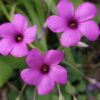 Rizom (TOHUM) ve Toprak Bitki Seti, Süs Yoncası, Oksalis Çiçeği, Pembe çiçek açar, Oxalis Rosea - Görsel 7