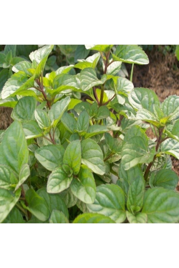 Portakal Aromalı Nane Fidanı (mentha Granada) Nane Fidesi Balkon Teras Bahçe Sera Saksıya Uygun