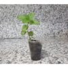 Portakal Aromalı Nane Fidanı (mentha Granada) Nane Fidesi Balkon Teras Bahçe Sera Saksıya Uygun - Görsel 2