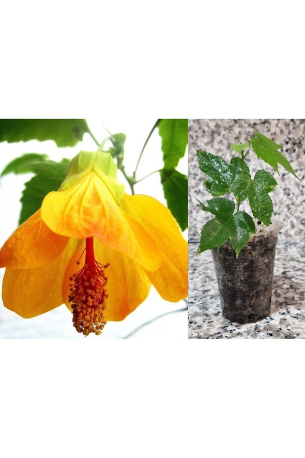Mini Fidan Sarı Güzelhatmi Çiçeği, Çin Çanı, Ağaç Küpesi, Çin Lanterni, Abutilon Çiçeği, Bardakta
