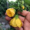 Mini Fidan Sarı Güzelhatmi Çiçeği, Çin Çanı, Ağaç Küpesi, Çin Lanterni, Abutilon Çiçeği, Bardakta - Görsel 2