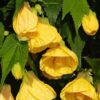 Mini Fidan Sarı Güzelhatmi Çiçeği, Çin Çanı, Ağaç Küpesi, Çin Lanterni, Abutilon Çiçeği, Bardakta - Görsel 3