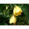 Mini Fidan Sarı Güzelhatmi Çiçeği, Çin Çanı, Ağaç Küpesi, Çin Lanterni, Abutilon Çiçeği, Bardakta - Görsel 4