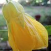 Mini Fidan Sarı Güzelhatmi Çiçeği, Çin Çanı, Ağaç Küpesi, Çin Lanterni, Abutilon Çiçeği, Bardakta - Görsel 5