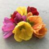 Mini Fidan Sarı Güzelhatmi Çiçeği, Çin Çanı, Ağaç Küpesi, Çin Lanterni, Abutilon Çiçeği, Bardakta - Görsel 6
