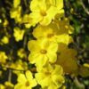 Sarı Yasemin Fidanı Jasminum Nudiflorum Kış Mevsimi Çiçek Açar Yaprak Dökmez Bakım Istemez - Görsel 4