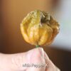 Koleksiyonluk Dünyanın En Acı Biberi Fidesi Pepper X, PET Bardakta Mini Fide,  Balkon Terasa Uygun - Görsel 6