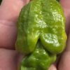 Koleksiyonluk Dünyanın En Acı Biberi Fidesi Pepper X, PET Bardakta Mini Fide,  Balkon Terasa Uygun - Görsel 3