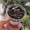 Koleksiyonluk Dünyanın En Acı Biberi Fidesi Pepper X, PET Bardakta Mini Fide,  Balkon Terasa Uygun - Görsel 2