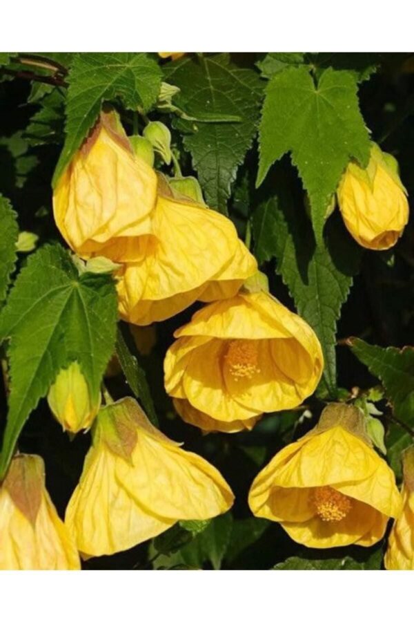 Sarı Güzelhatmi Çiçeği Fidanı, Abutilon Çin Çanı, Ağaç Küpesi, Çin Lanterni, Yenilebilir Çiçek
