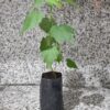 Sarı Güzelhatmi Çiçeği Fidanı, Abutilon Çin Çanı, Ağaç Küpesi, Çin Lanterni, Yenilebilir Çiçek - Görsel 2