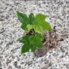 Mini Fidan, Somon Yavruağzı Rengi Güzelhatmi Çiçeği, Ağaç Küpesi, Abutilon Çiçeği, Bardakta - Görsel 2