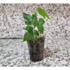 Mini Fidan, Somon Yavruağzı Rengi Güzelhatmi Çiçeği, Ağaç Küpesi, Abutilon Çiçeği, Bardakta - Görsel 3