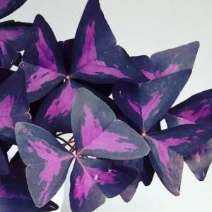 Oksalis Alacalı Uyku Çiçeği, Kelebek Çiçeği, Süs Yoncası, Mor Oxalis Triangularis, Pembe Çiçekli Canlı Bitki