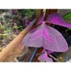 Oksalis Alacalı Uyku Çiçeği, Kelebek Çiçeği, Süs Yoncası, Mor Oxalis Triangularis, Pembe Çiçekli Canlı Bitki - Görsel 2