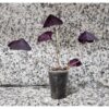 Oksalis Alacalı Uyku Çiçeği, Kelebek Çiçeği, Süs Yoncası, Mor Oxalis Triangularis, Pembe Çiçekli Canlı Bitki - Görsel 3