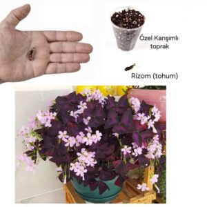 1 Adet Rizom (TOHUM), Pembe Mor Alacalı Uyku Çiçeği Bitki Seti, Kelebek Çiçeği, Süs Yoncası, Oxalis