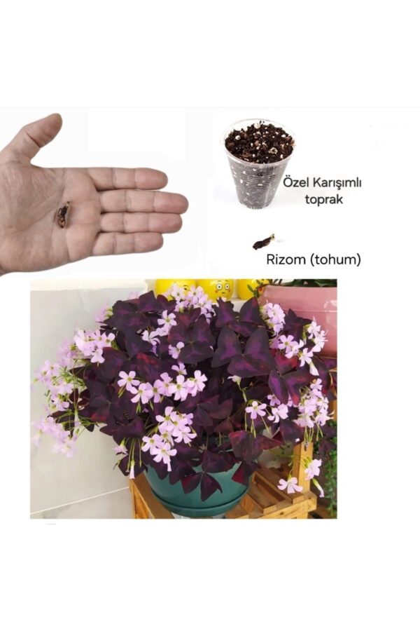 1 Adet Rizom (TOHUM), Pembe Mor Alacalı Uyku Çiçeği Bitki Seti, Kelebek Çiçeği, Süs Yoncası, Oxalis
