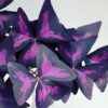 1 Adet Rizom (TOHUM), Pembe Mor Alacalı Uyku Çiçeği Bitki Seti, Kelebek Çiçeği, Süs Yoncası, Oxalis - Görsel 4