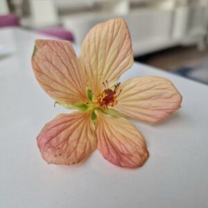 Mini Fidan, Somon Yavruağzı Rengi Güzelhatmi Çiçeği, Ağaç Küpesi, Abutilon Çiçeği, Bardakta
