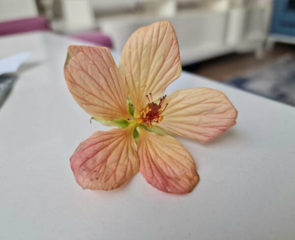 Mini Fidan, Somon Yavruağzı Rengi Güzelhatmi Çiçeği, Ağaç Küpesi, Abutilon Çiçeği, Bardakta
