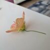 Mini Fidan, Somon Yavruağzı Rengi Güzelhatmi Çiçeği, Ağaç Küpesi, Abutilon Çiçeği, Bardakta - Görsel 4
