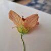 Mini Fidan, Somon Yavruağzı Rengi Güzelhatmi Çiçeği, Ağaç Küpesi, Abutilon Çiçeği, Bardakta - Görsel 5