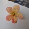 Mini Fidan, Somon Yavruağzı Rengi Güzelhatmi Çiçeği, Ağaç Küpesi, Abutilon Çiçeği, Bardakta - Görsel 6