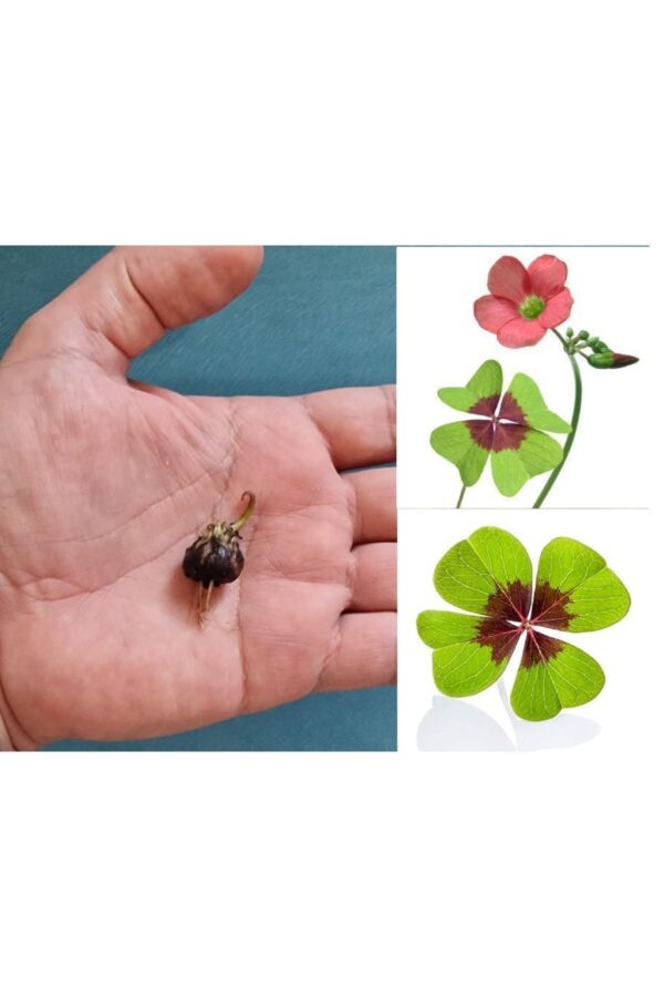 Çiçek Soğanı - Şans Yoncası çiçeği, Uyku çiçeği, Süs Yoncası, Yeşil Mor Alacalı Oxalis Tetraphylla