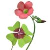 Çiçek Soğanı - Şans Yoncası çiçeği, Uyku çiçeği, Süs Yoncası, Yeşil Mor Alacalı Oxalis Tetraphylla - Görsel 2
