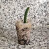 Mini Fidan, Ejder Meyvesi Pitaya Fidanı, Dışı Sarı, Içi Beyaz - Görsel 2