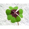Çiçek Soğanı - Şans Yoncası çiçeği, Uyku çiçeği, Süs Yoncası, Yeşil Mor Alacalı Oxalis Tetraphylla - Görsel 3
