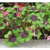 Çiçek Soğanı - Şans Yoncası çiçeği, Uyku çiçeği, Süs Yoncası, Yeşil Mor Alacalı Oxalis Tetraphylla - Görsel 4