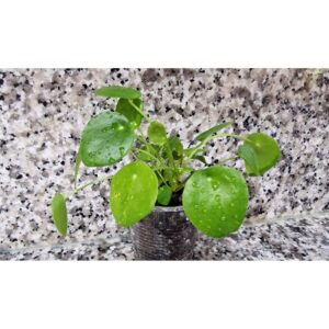 Bardakta, Pilea Peperomioides, Çin Para Ağacı, Para Çiçeği Fidanı