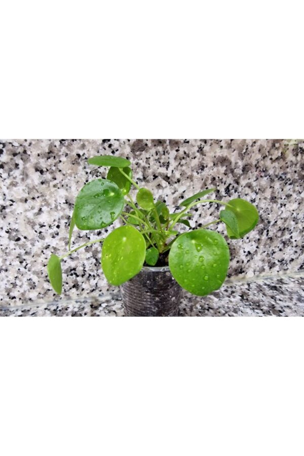 Bardakta, Pilea Peperomioides, Çin Para Ağacı, Para Çiçeği Fidanı