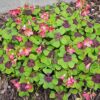 Çiçek Soğanı - Şans Yoncası çiçeği, Uyku çiçeği, Süs Yoncası, Yeşil Mor Alacalı Oxalis Tetraphylla - Görsel 5