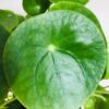 Bardakta, Pilea Peperomioides, Çin Para Ağacı, Para Çiçeği Fidanı - Görsel 2