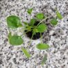 Bardakta, Pilea Peperomioides, Çin Para Ağacı, Para Çiçeği Fidanı - Görsel 3