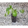 Bardakta, Pilea Peperomioides, Çin Para Ağacı, Para Çiçeği Fidanı - Görsel 4