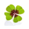 Çiçek Soğanı - Şans Yoncası çiçeği, Uyku çiçeği, Süs Yoncası, Yeşil Mor Alacalı Oxalis Tetraphylla - Görsel 6