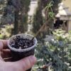 Yoğun Limon Kokulu, Limon Otu Melisa Fidanı, Aloysia Triphylla, Pet Bardakta Mini Fide - Görsel 2