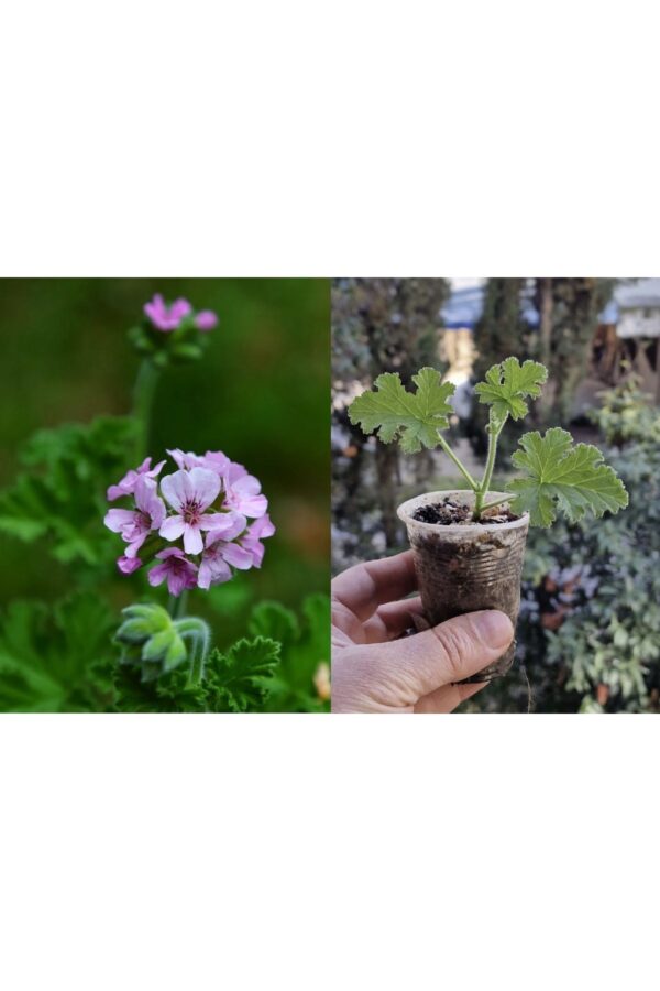 Gül Kokulu Itır Çiçeği Fidesi, Çiçek Fidanı, Çobaniğnesi, Turnagagası, Leylekgagası, Pelargonium