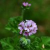 Gül Kokulu Itır Çiçeği Fidesi, Çiçek Fidanı, Çobaniğnesi, Turnagagası, Leylekgagası, Pelargonium - Görsel 2