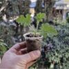 Gül Kokulu Itır Çiçeği Fidesi, Çiçek Fidanı, Çobaniğnesi, Turnagagası, Leylekgagası, Pelargonium - Görsel 3