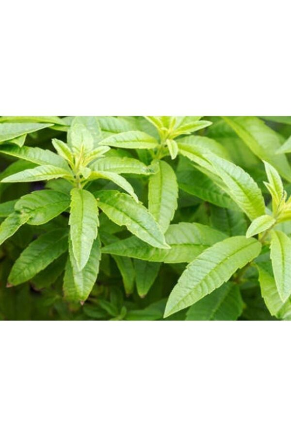 Yoğun Limon Kokulu, Limon Otu Melisa Fidanı, Aloysia Triphylla, Pet Bardakta Mini Fide