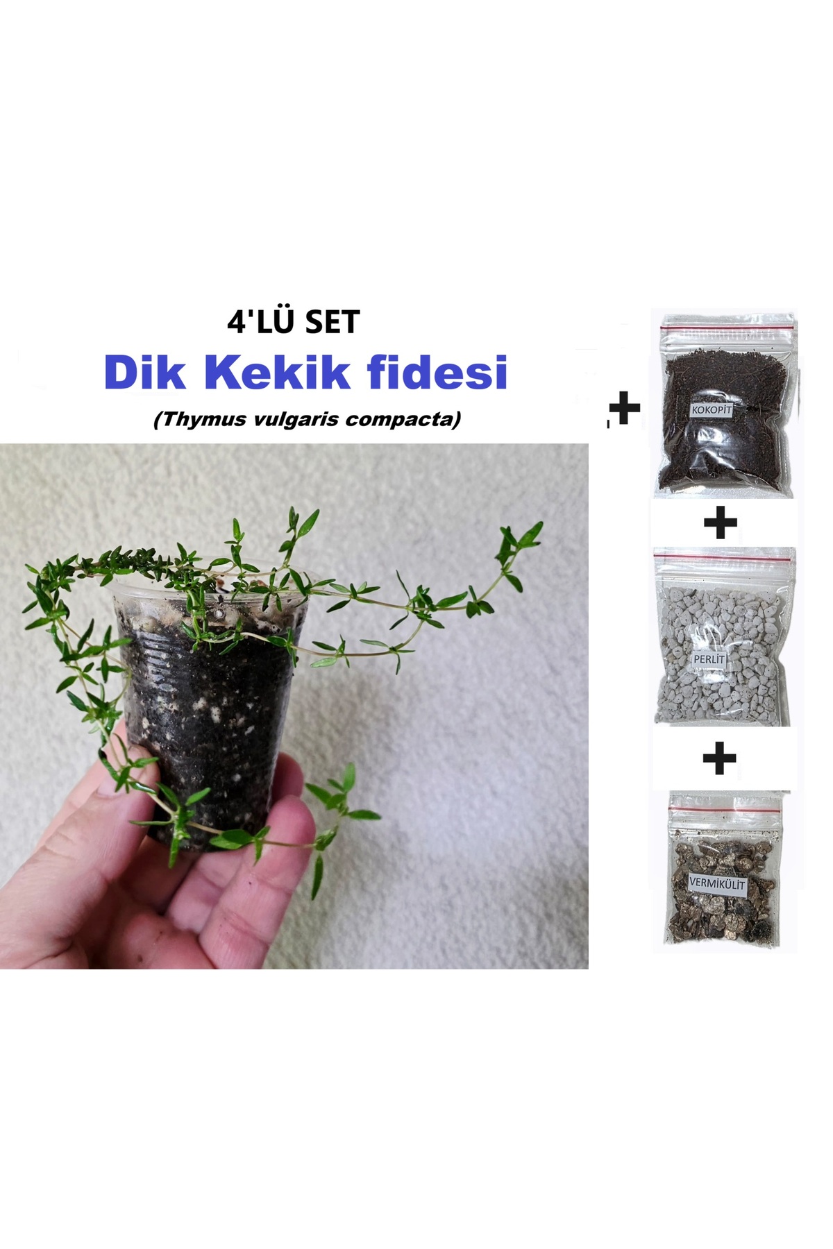 4'LÜ BİTKİ SETİ, Dik Kekik fidesi, Thymus vulgaris compacta ve Perlit Cocopeat Vermikülit, Balkon Teras Saksı Fidesi